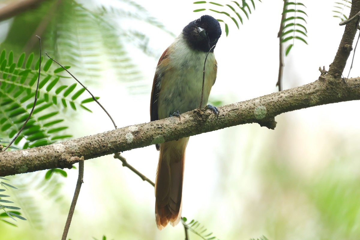Seychelles Paradise-Flycatcher - Steve Lebon