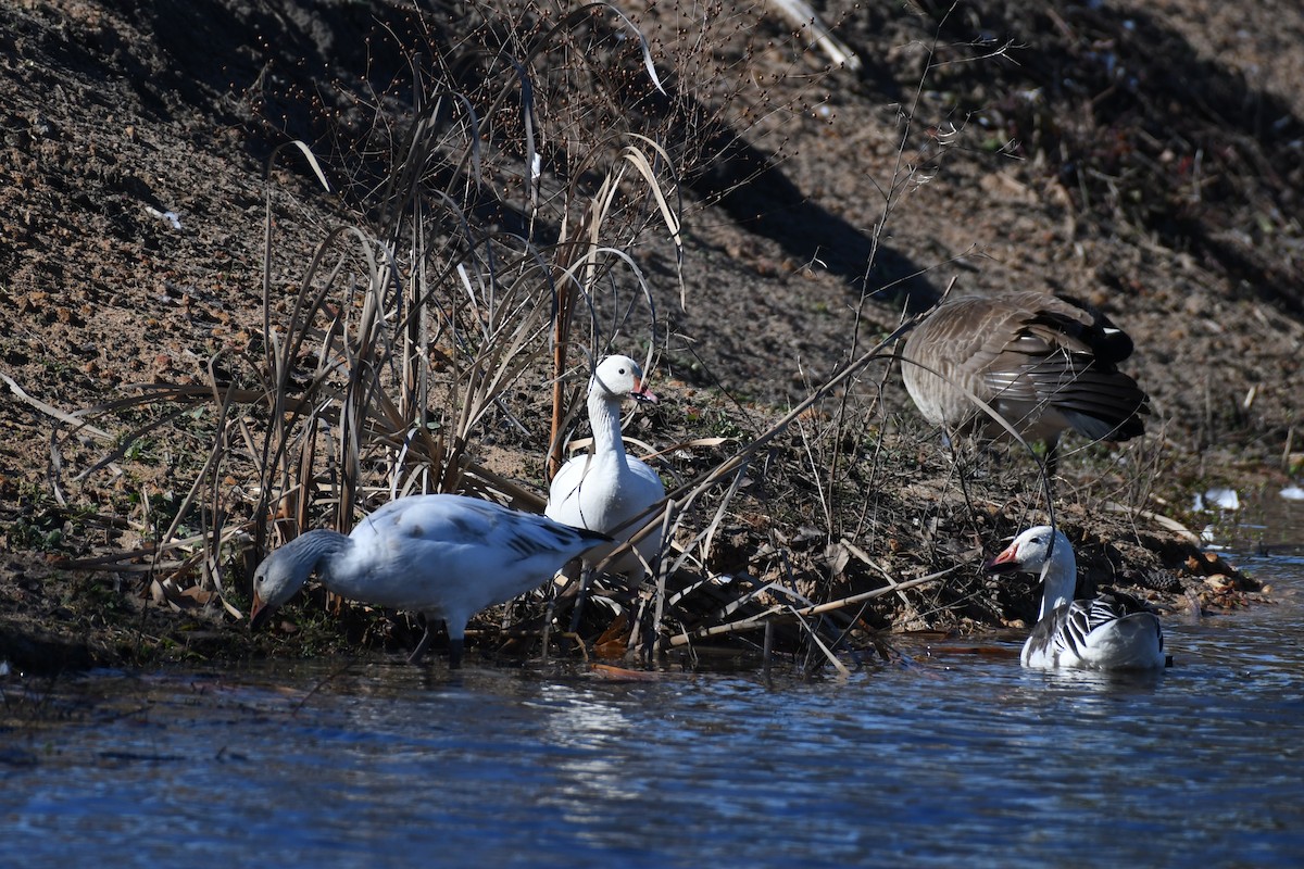 Snow Goose - ML528440481