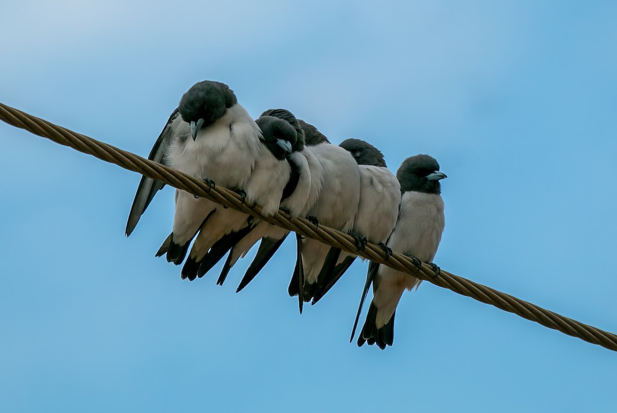 White-breasted Woodswallow - ML528440511