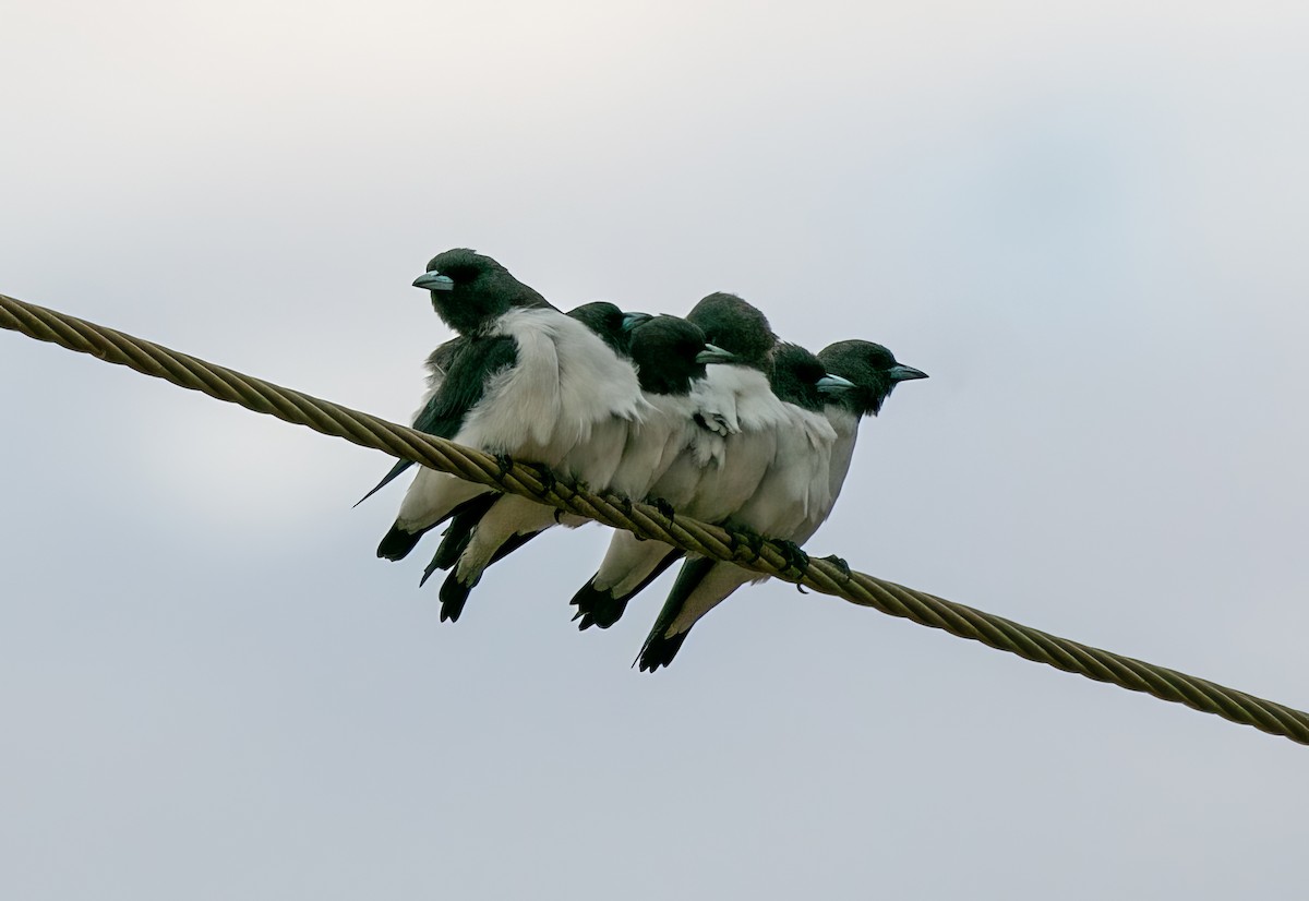 White-breasted Woodswallow - ML528440541