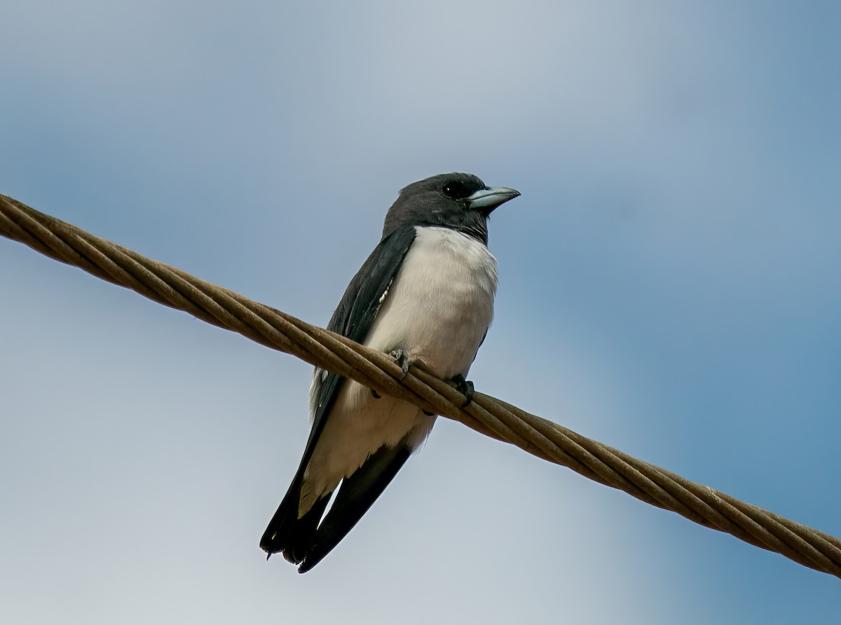 White-breasted Woodswallow - ML528440551