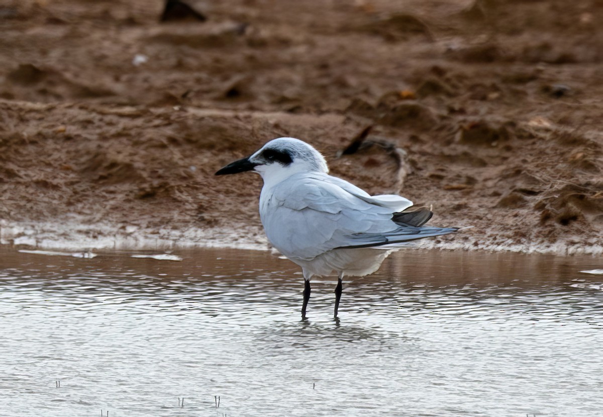 Australian Tern - ML528440581