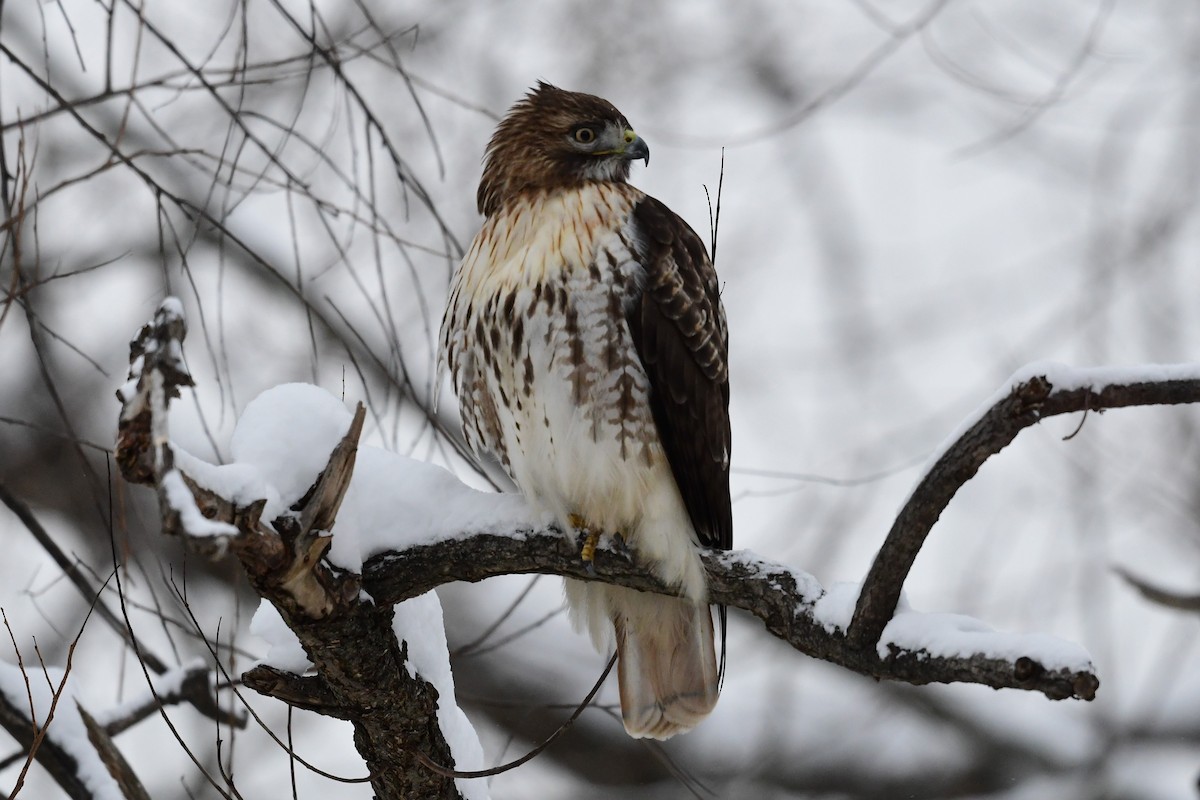 Red-tailed Hawk (borealis) - Paul Herwood