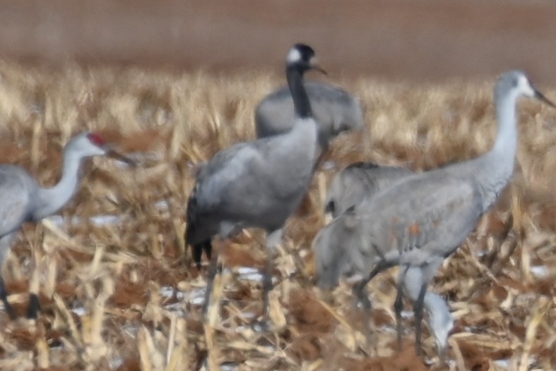 Common Crane - ML528440691