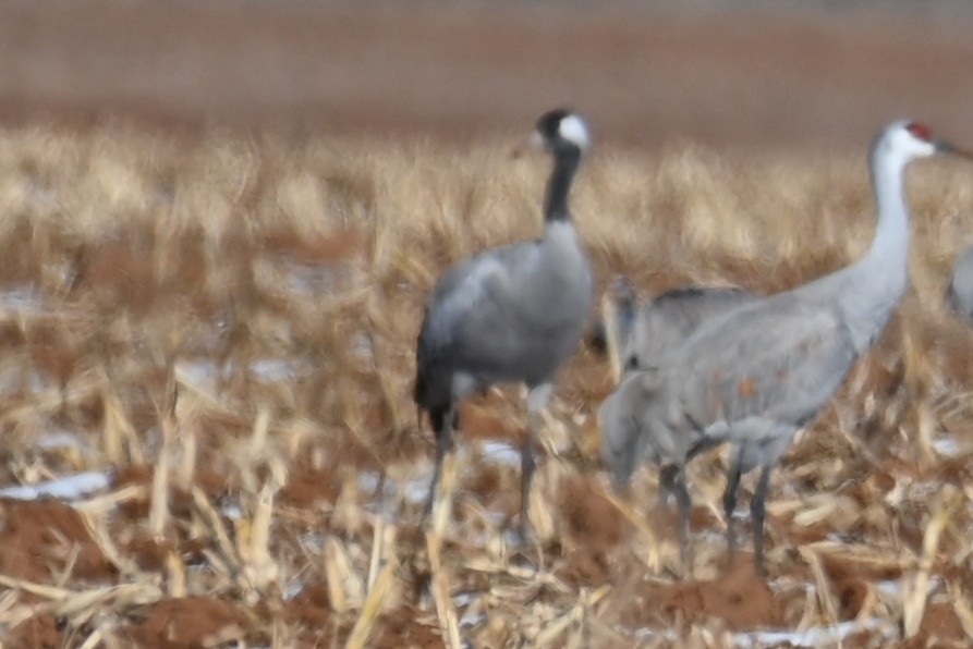 Common Crane - ML528440711