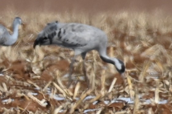 Grulla Común - ML528440741