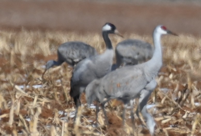 Common Crane - Joe Cochran