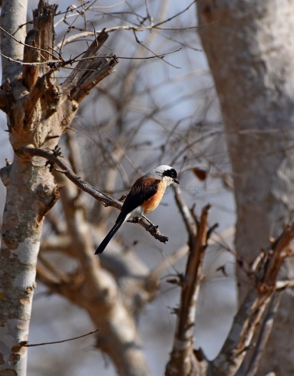 Bay-backed Shrike - ML52844141