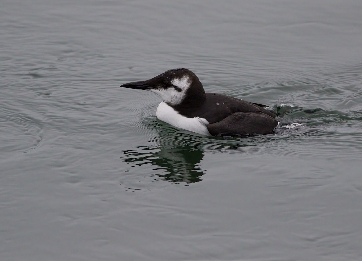 Common Murre - ML528442091