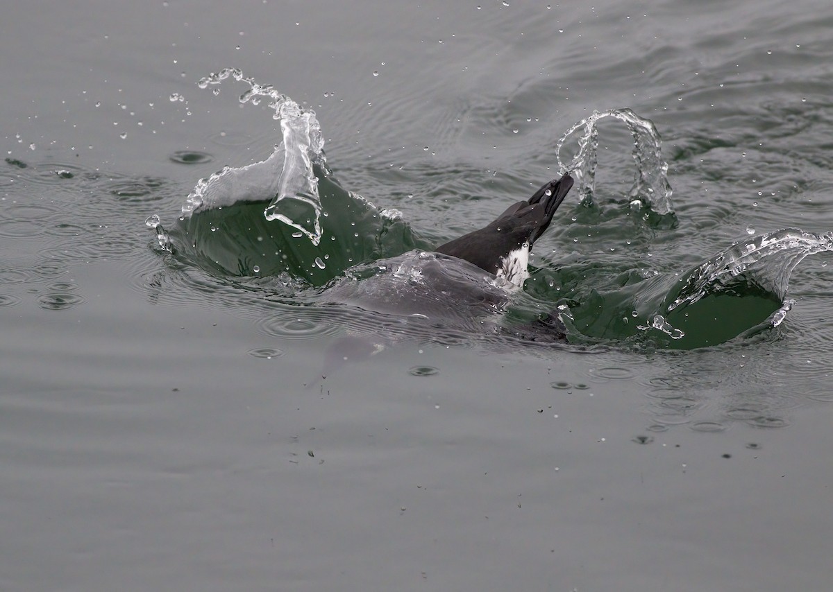 Common Murre - ML528442231