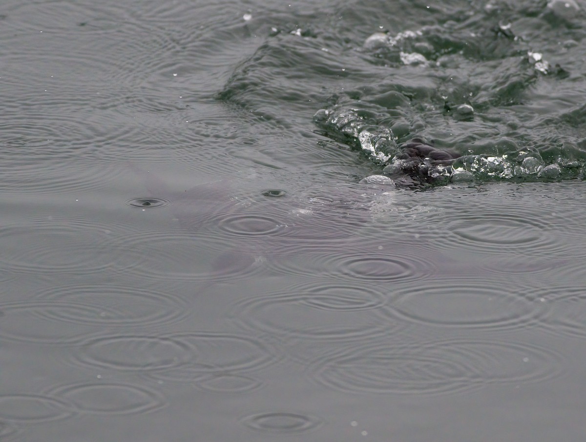 Common Murre - ML528442291