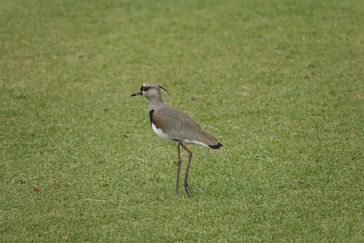 Southern Lapwing - Rik Feije