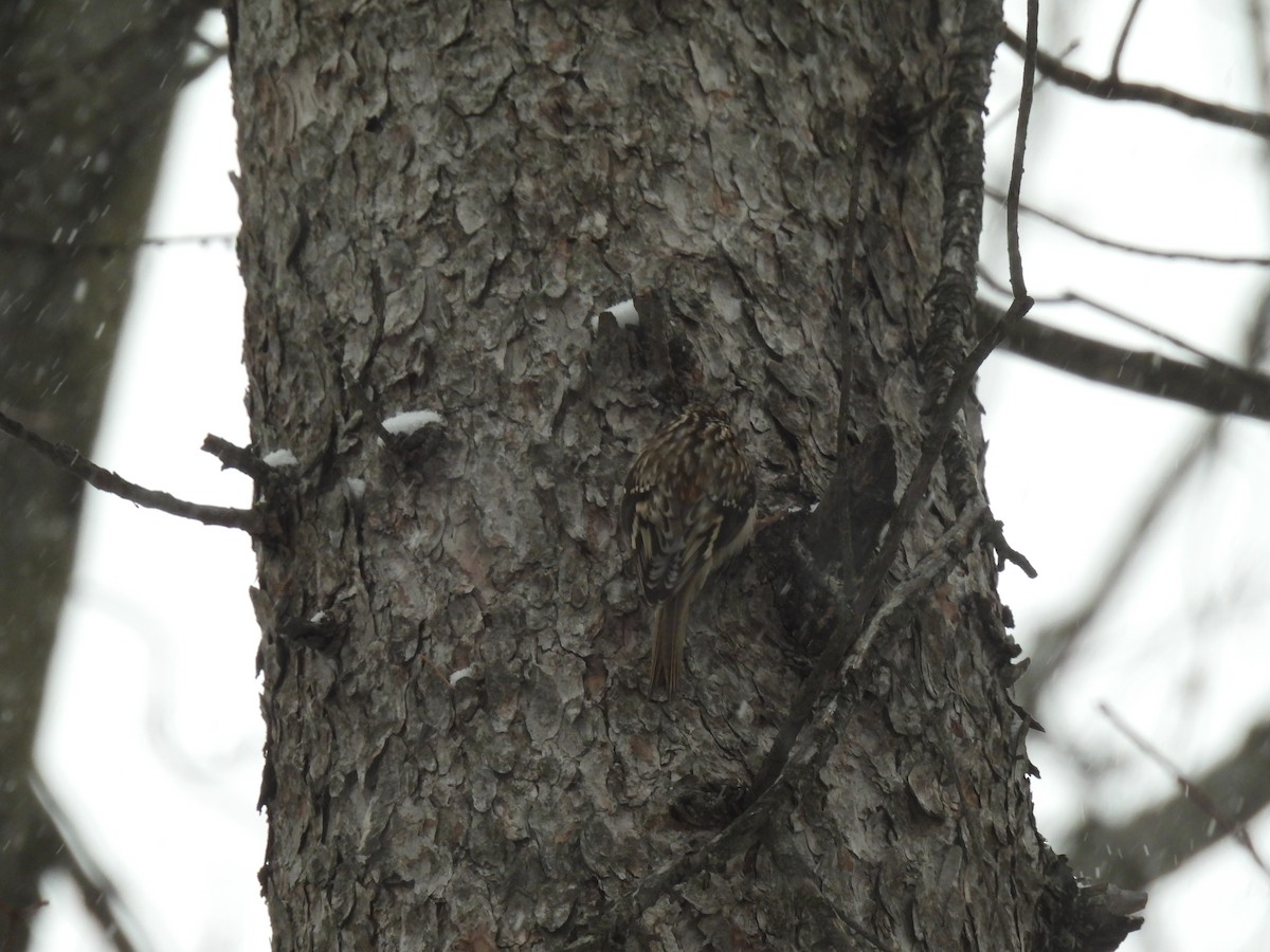 Brown Creeper - ML528442531