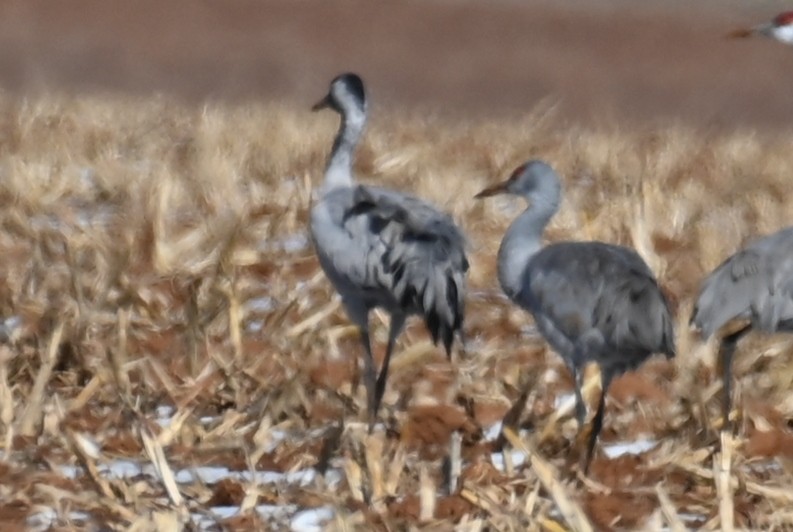 Common Crane - ML528442881