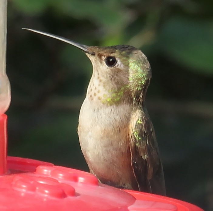 Broad-tailed Hummingbird - ML528444031