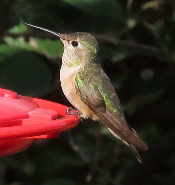 Broad-tailed Hummingbird - ML528444041