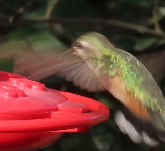 Broad-tailed Hummingbird - ML528444051