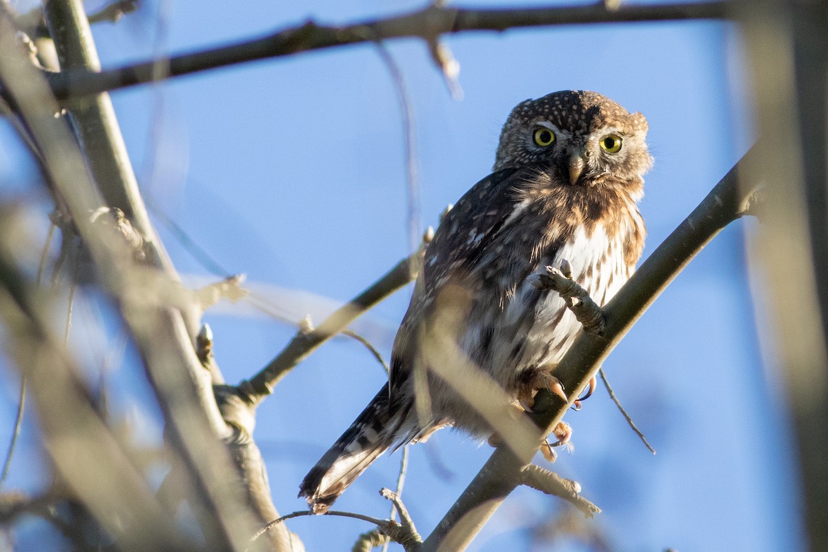 Northern Pygmy-Owl - ML528444761