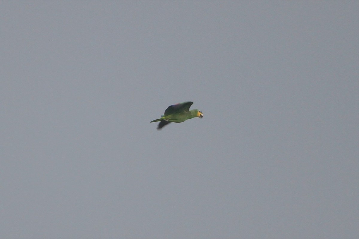 Orange-winged Parrot - Blaise RAYMOND