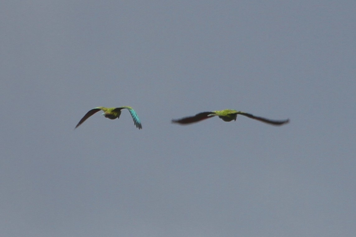 Chestnut-fronted Macaw - ML528445531