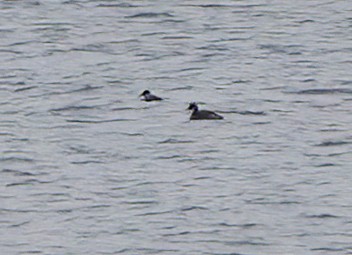 Red-necked Grebe - ML528445541