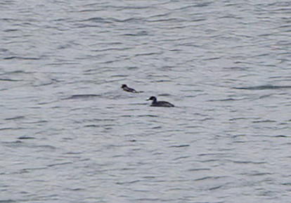 Red-necked Grebe - ML528445591