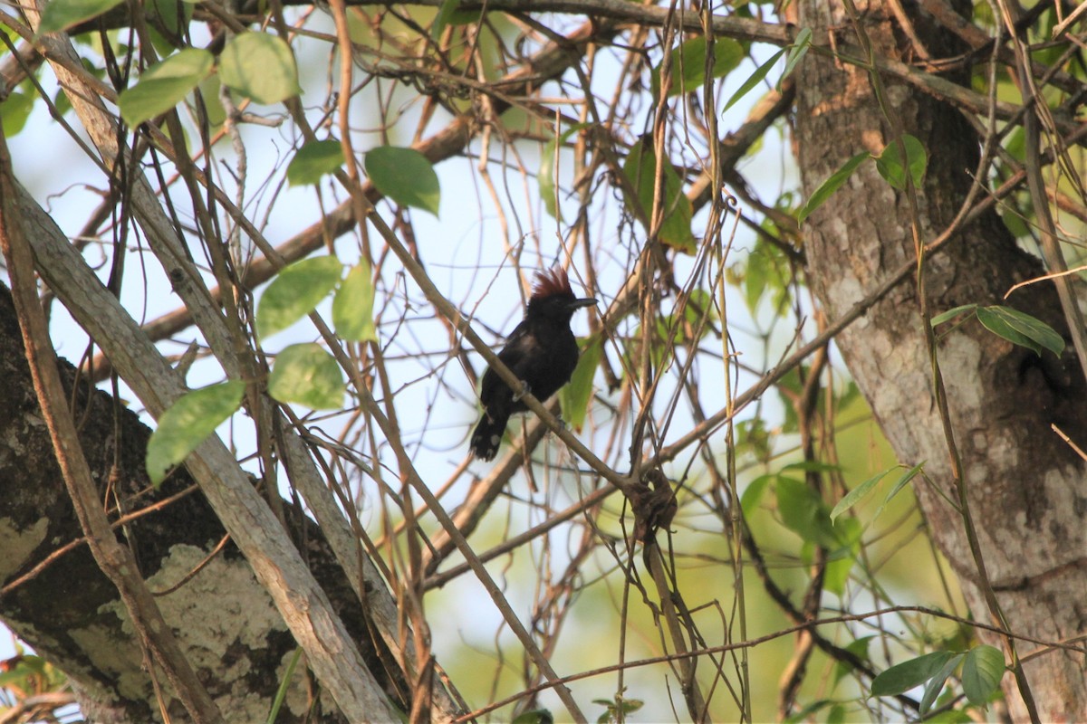 Glossy Antshrike - ML528446511