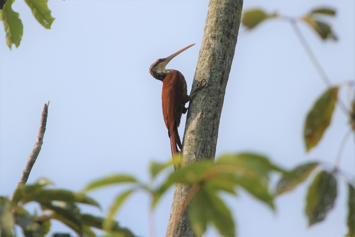 Long-billed Woodcreeper - Blaise RAYMOND