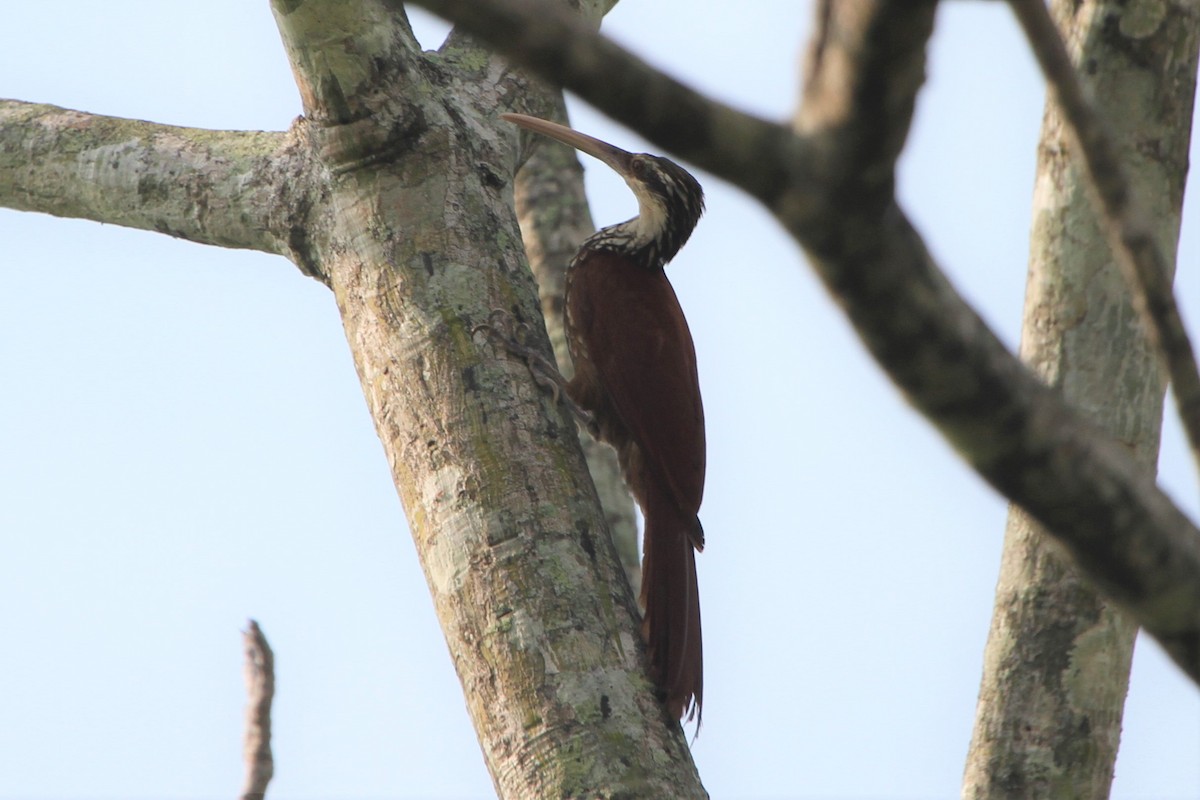 Long-billed Woodcreeper - Blaise RAYMOND