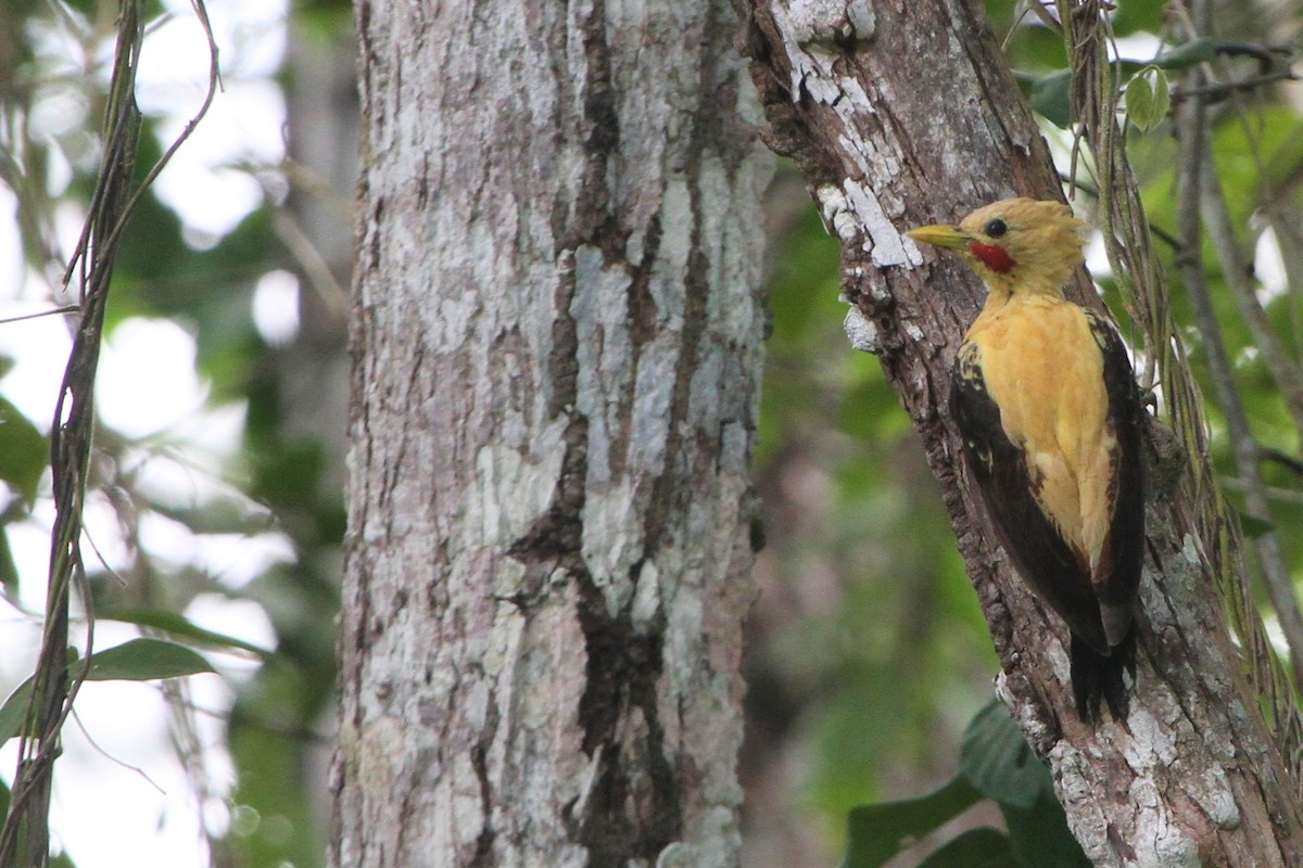 Cream-colored Woodpecker - ML528447091