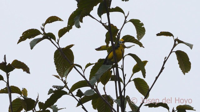 Golden-fronted Redstart (Yellow-fronted) - ML528449791