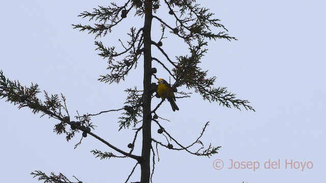 Golden-fronted Redstart (Yellow-fronted) - ML528451091