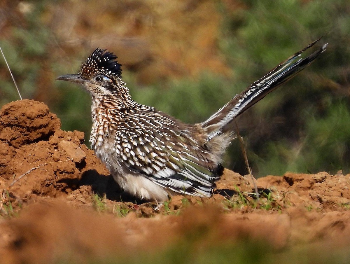 Greater Roadrunner - ML528453671