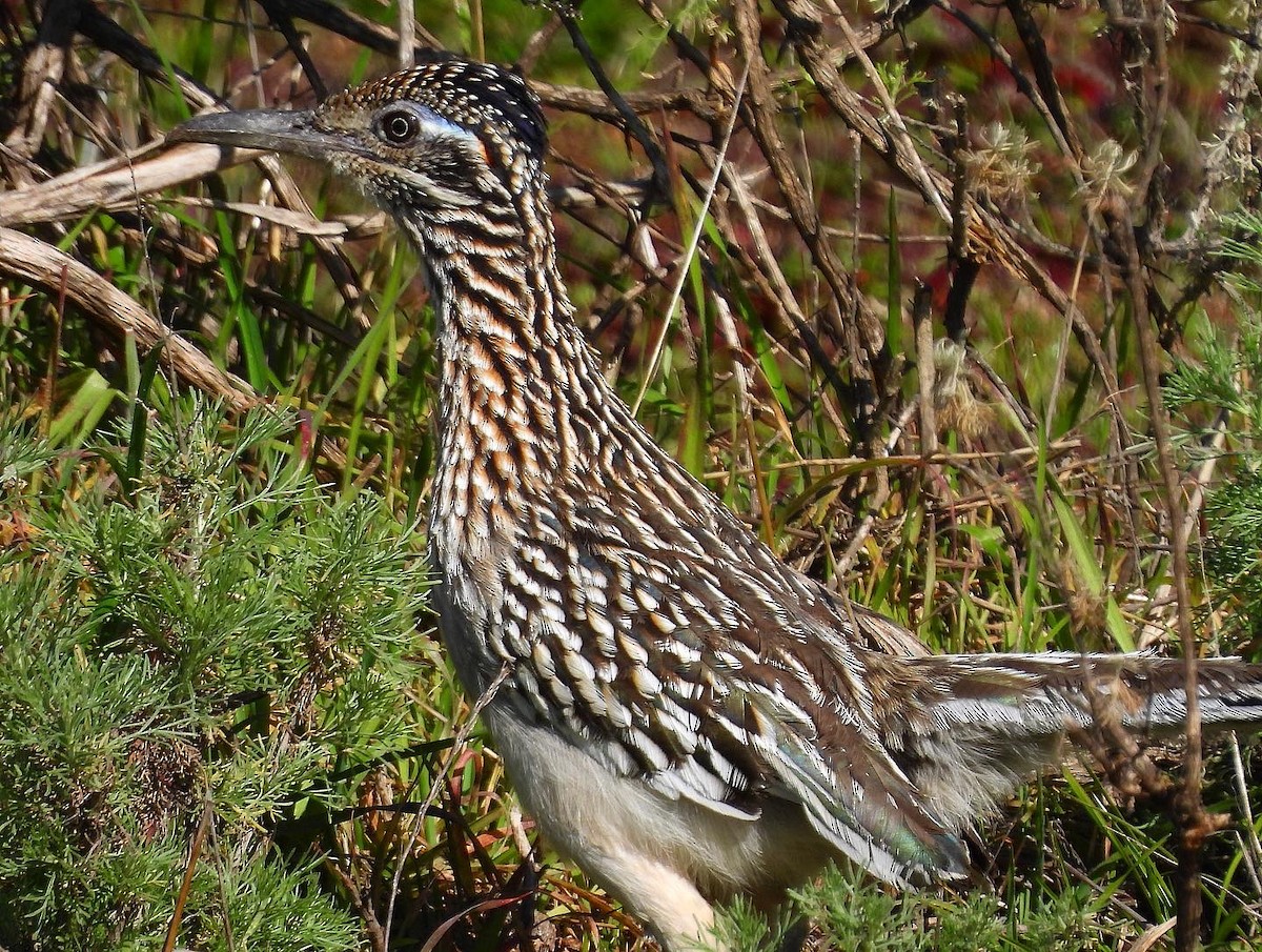 Greater Roadrunner - ML528453701