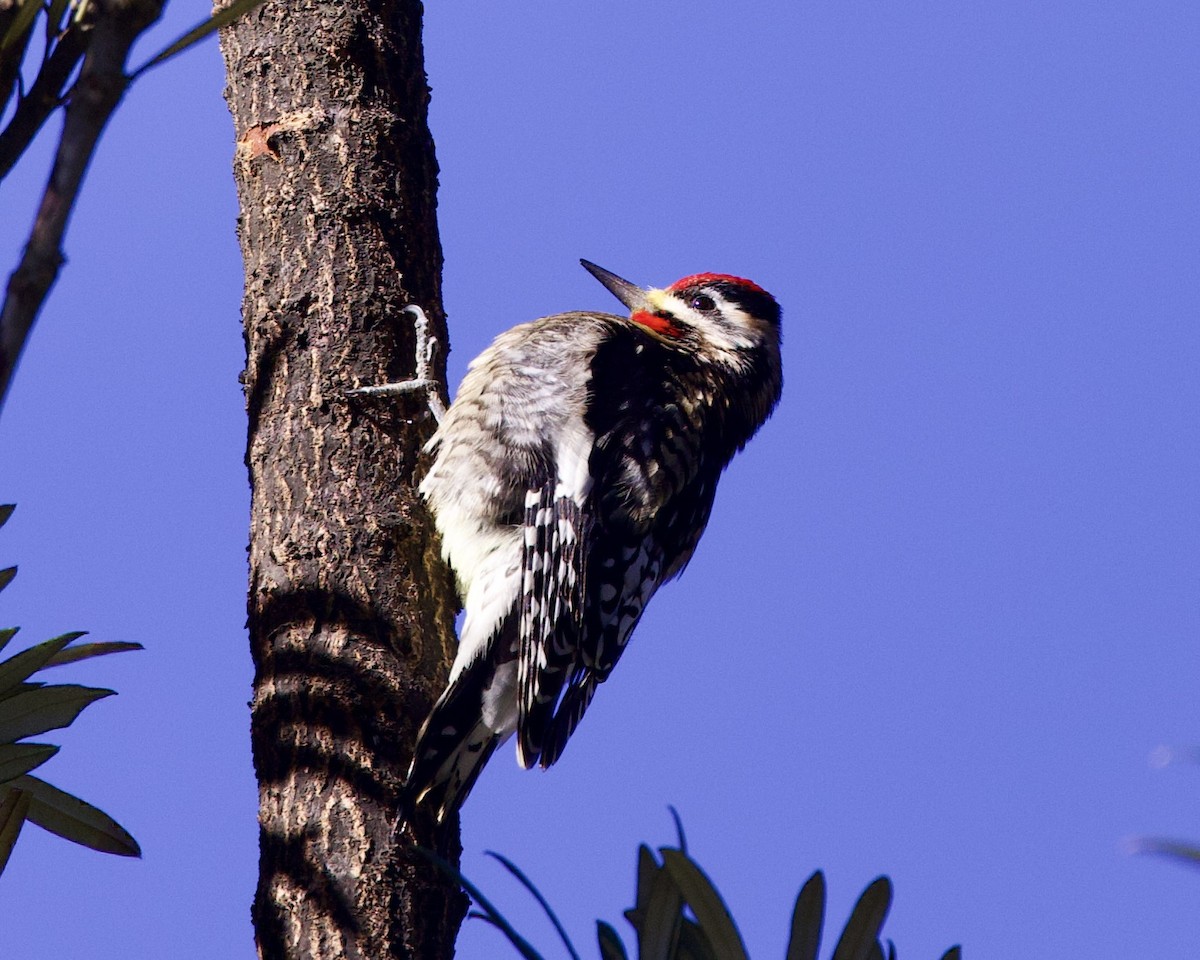 Yellow-bellied Sapsucker - ML528454201