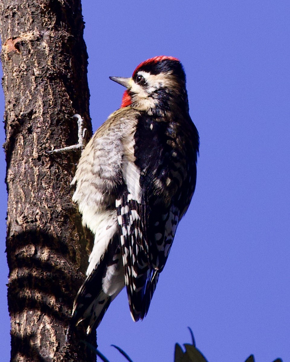 Yellow-bellied Sapsucker - ML528454221