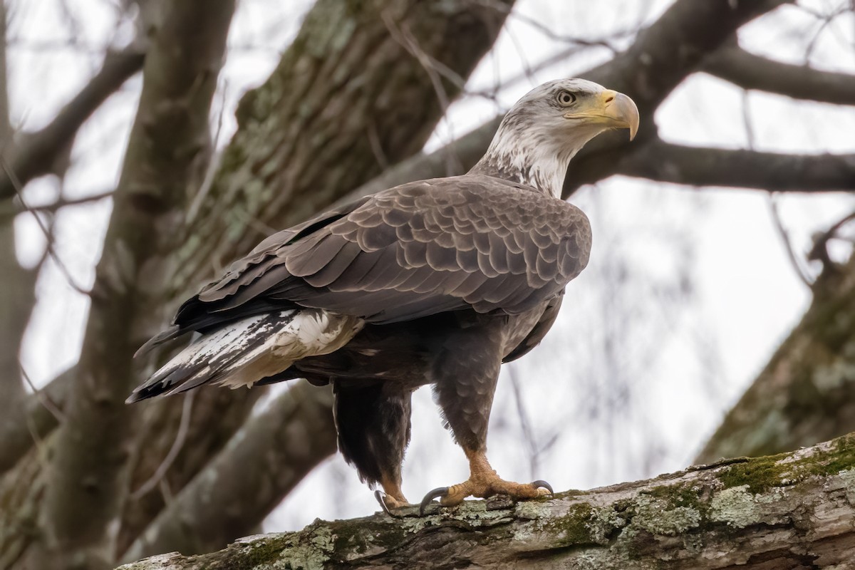 Bald Eagle - ML528454301