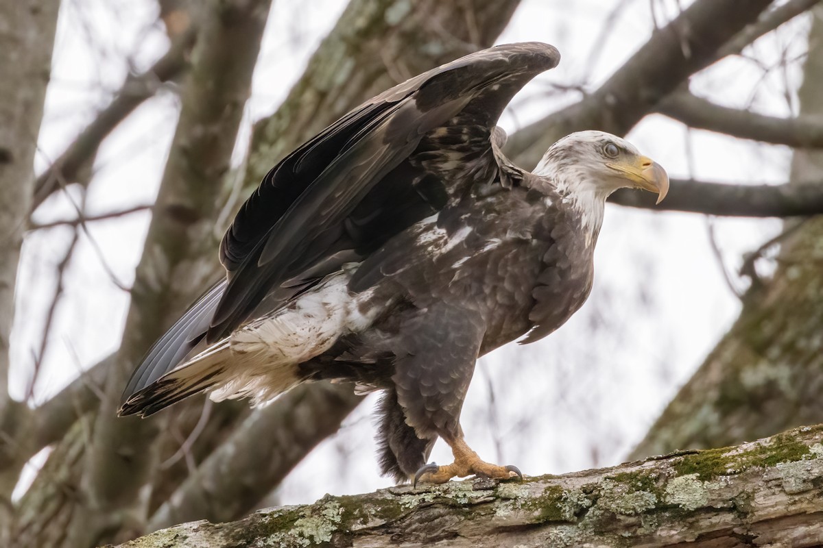 Bald Eagle - ML528454311