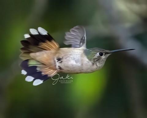 Broad-tailed Hummingbird - ML528454671