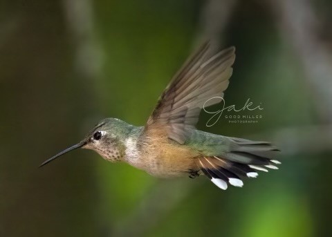 Broad-tailed Hummingbird - ML528454691