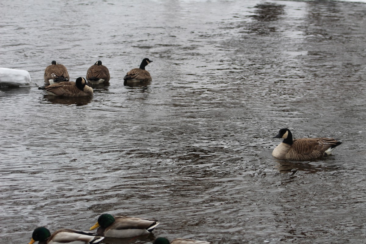 Canada Goose - ML528455311