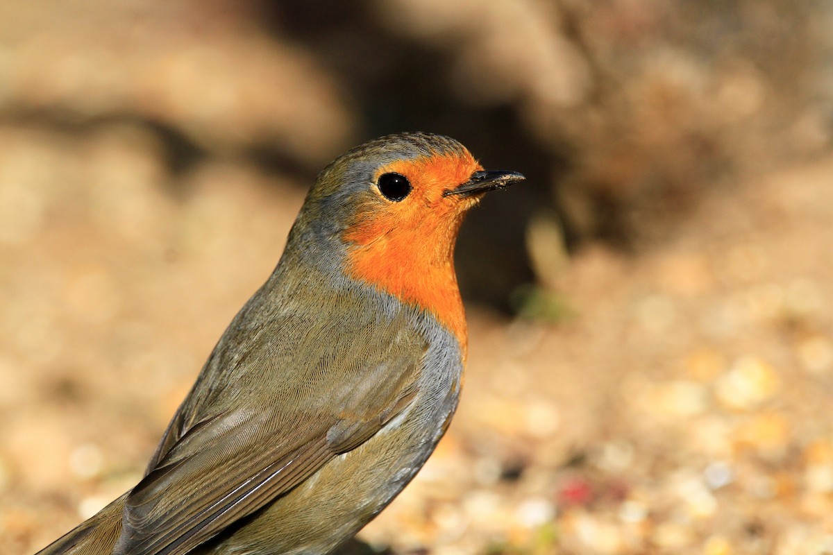 European Robin - ML528455531