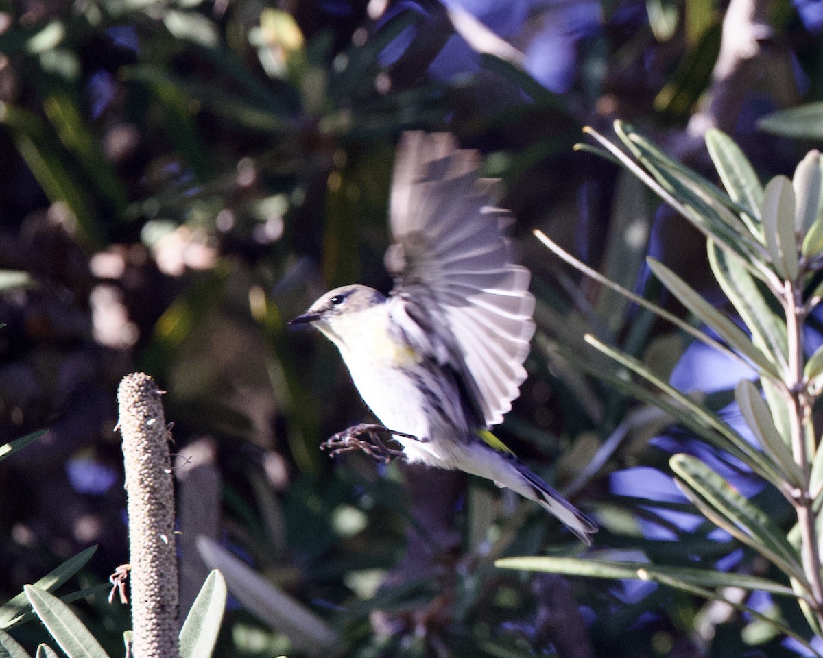 Yellow-rumped Warbler - ML528455761