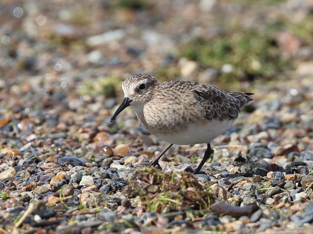 Baird's Sandpiper - ML528456141