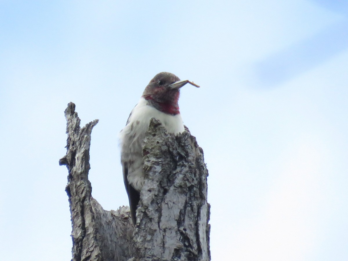 Red-headed Woodpecker - Lisa Mills