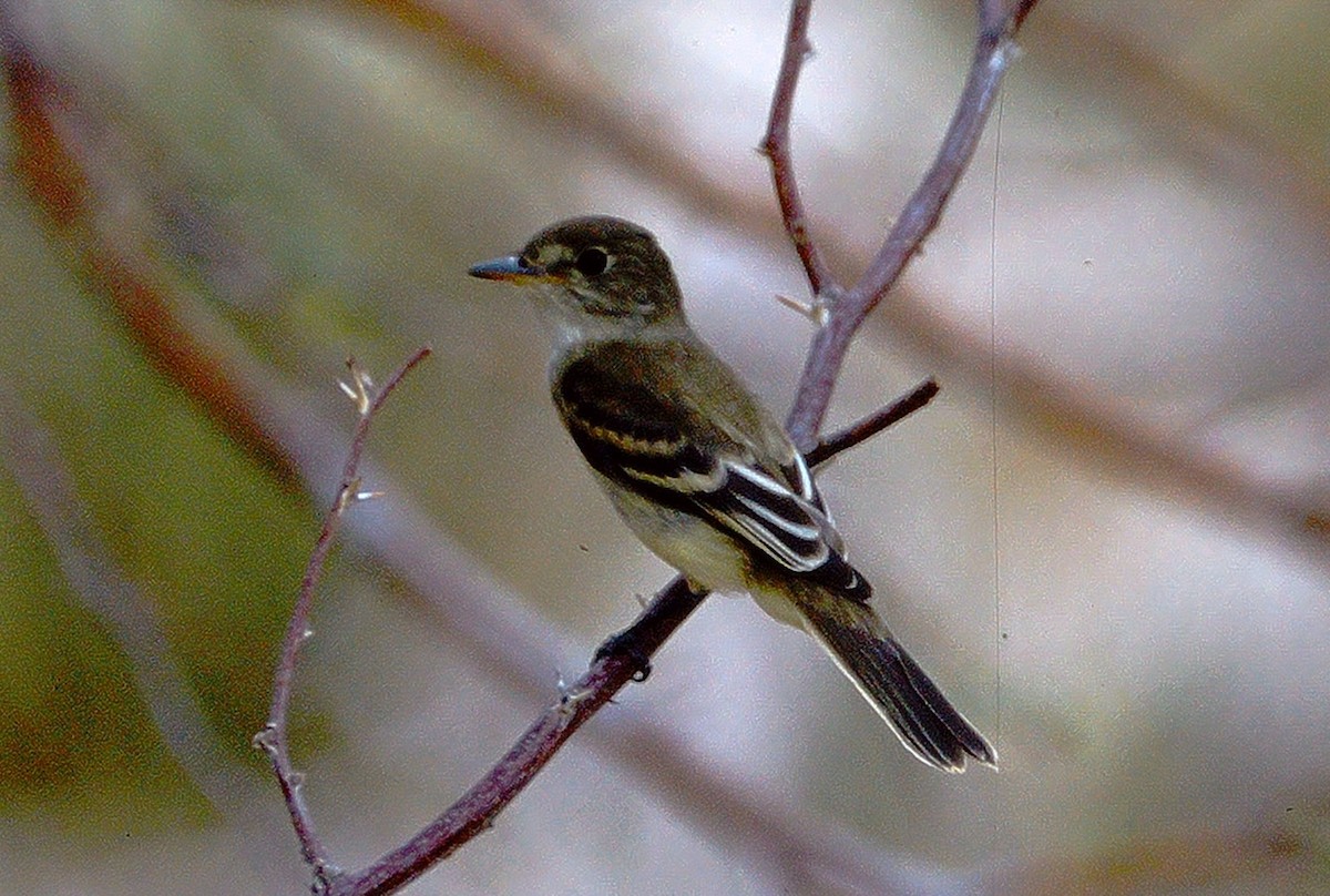 Alder Flycatcher - Kimball Garrett