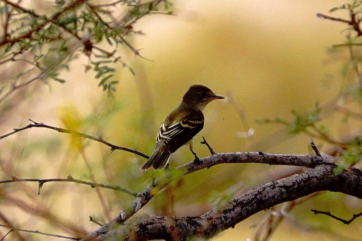 Alder Flycatcher - Kimball Garrett