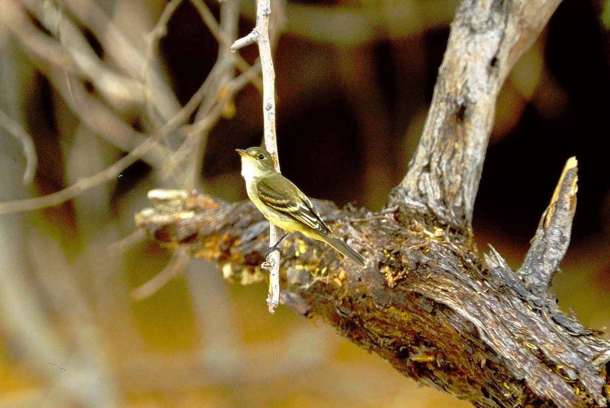 Alder Flycatcher - Kimball Garrett