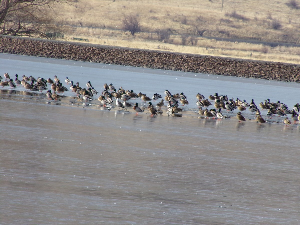 Northern Pintail - ML528459411