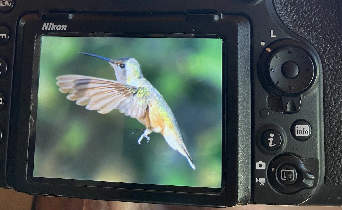 Broad-tailed Hummingbird - Huck  Hutchens